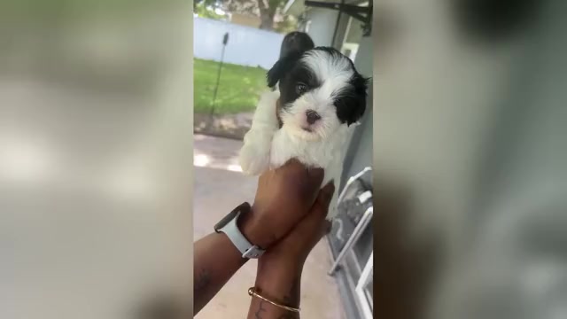 Video preview image #4 Mal-Shi Puppy For Sale in CAPE CORAL, FL, USA