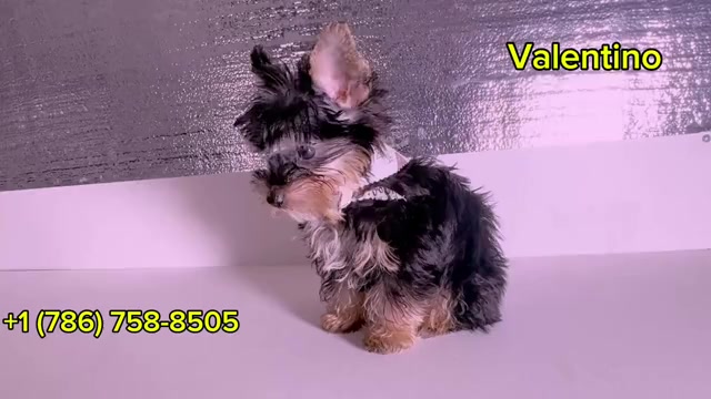 Video preview image #1 Yorkshire Terrier Puppy For Sale in HOMESTEAD, FL, USA