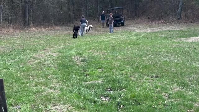 Video preview image #1 Schnoodle (Giant) Puppy For Sale in SEVIERVILLE, TN, USA