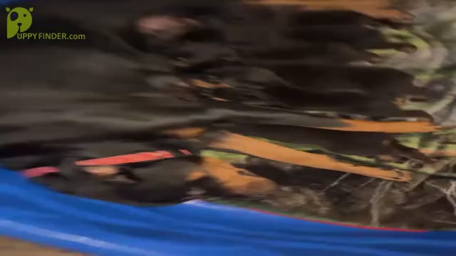 Video preview image #2 Rottweiler Puppy For Sale in ZEPHYRHILLS, FL, USA