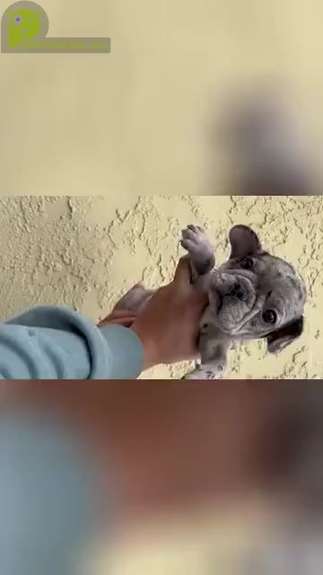 Video preview image #1 French Bulldog Puppy For Sale in SAN DIEGO, CA, USA