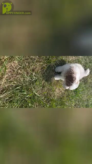 Video preview image #14 Maltipoo Puppy For Sale in WARSAW, IN, USA