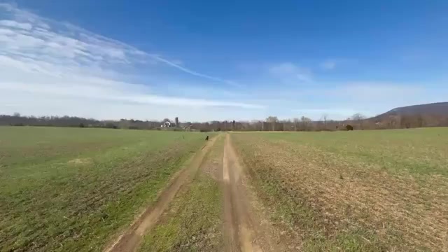 Video preview image #4 German Shepherd Dog Puppy For Sale in NEWVILLE, PA, USA