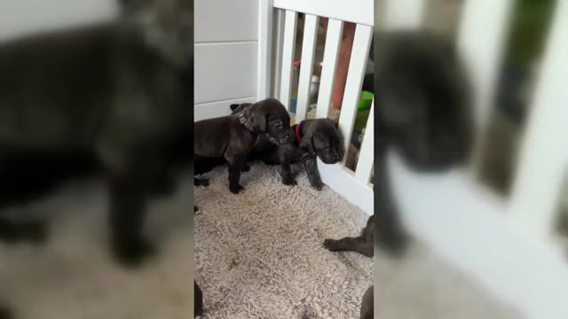 Video preview image #5 Great Dane Puppy For Sale in TEMECULA, CA, USA