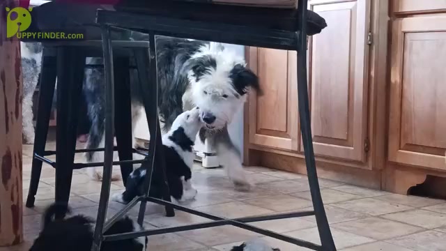 Video preview image #4 Border Collie-Sheepadoodle Mix Puppy For Sale in MARATHON, WI, USA
