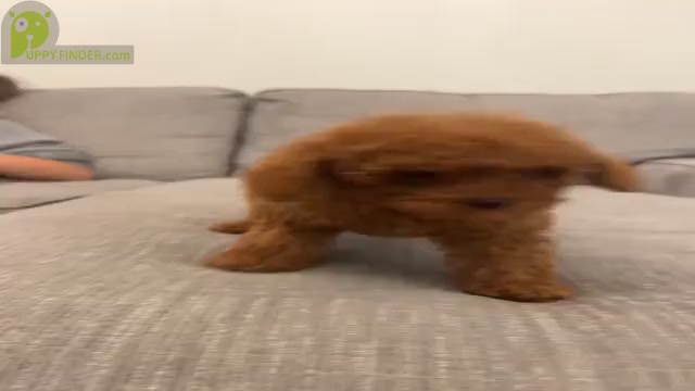 Video preview image #2 Poodle (Toy) Puppy For Sale in PUNTA GORDA, FL, USA