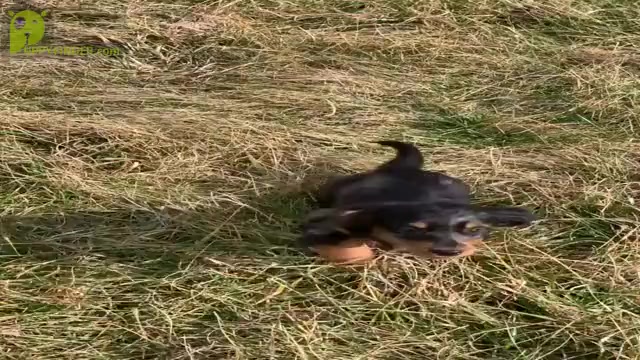 Video preview image #15 Dachshund Puppy For Sale in WARSAW, IN, USA