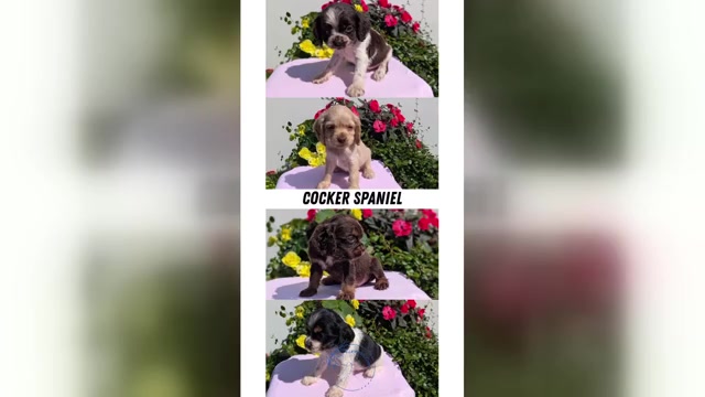 Video preview image #4  Breeder Profile in GOSHEN, IN, USA