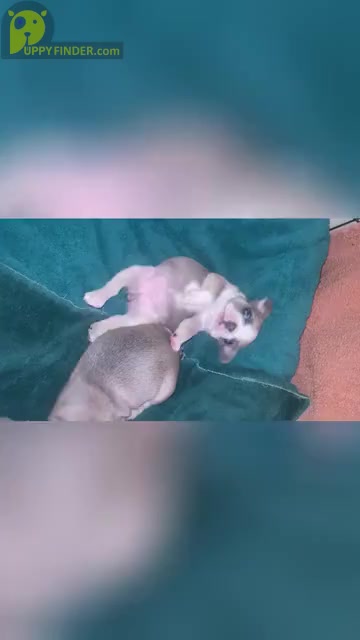 Video preview image #1 French Bulldog Puppy For Sale in FORT MYERS, FL, USA