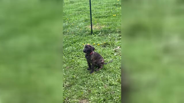 Video preview image #1 Presa Canario Puppy For Sale in ANSON, ME, USA