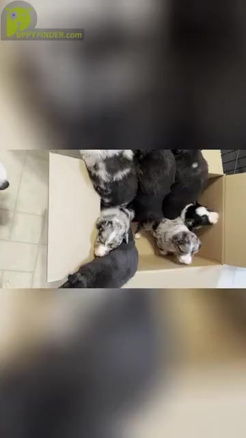 Video preview image #1 Australian Shepherd Puppy For Sale in PRATT, KS, USA