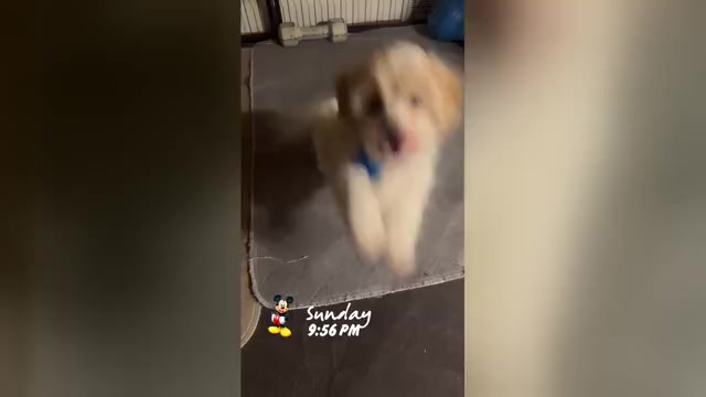 Video preview image #6 Maltipoo (Miniature) Puppy For Sale in HIGH POINT, NC, USA