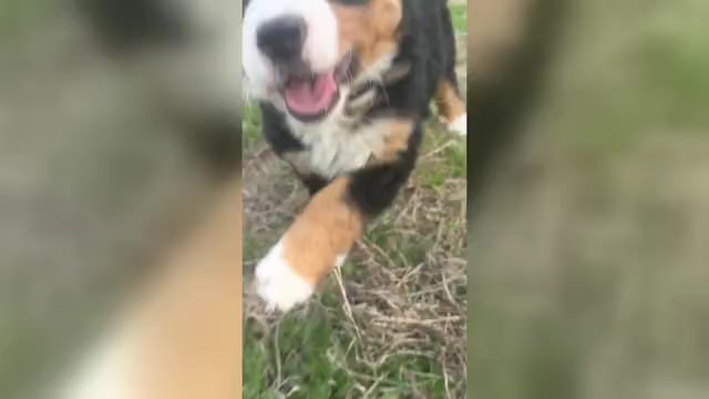 Video preview image #2 Bernese Mountain Dog Puppy For Sale in MIDDLESEX, NC, USA