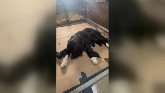 Video preview image #3 Newfoundland Puppy For Sale in TENMILE, OR, USA