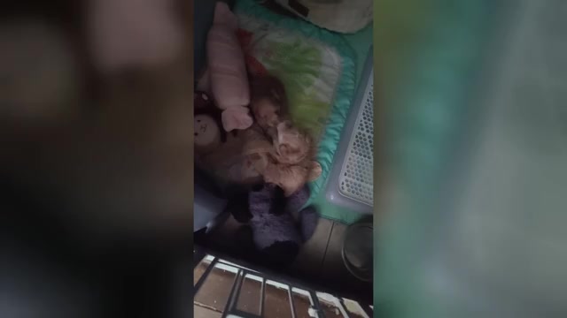 Video preview image #2 Maltipoo (Toy) Puppy For Sale in SAN ANTONIO, TX, USA