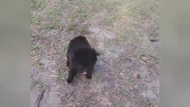 Video preview image #2 Pomeranian Puppy For Sale in TITUSVILLE, FL, USA