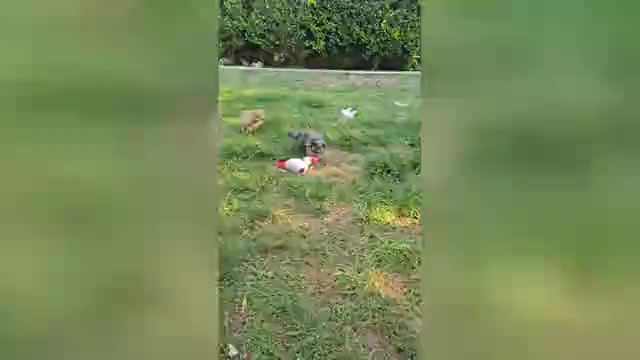Video preview image #1 French Bulldog Puppy For Sale in CHINO HILLS, CA, USA