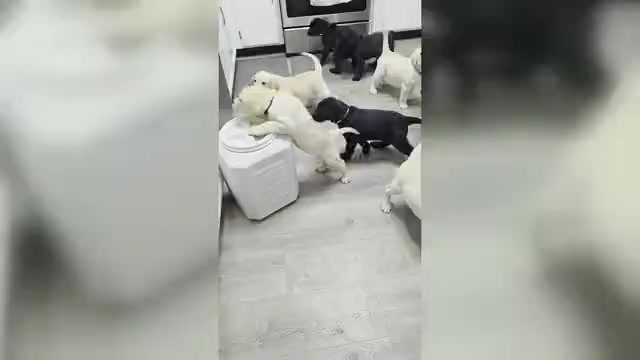 Video preview image #6 Labrador Retriever Puppy For Sale in VICTORVILLE, CA, USA