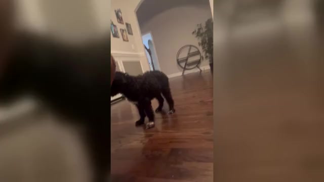 Video preview image #2 Goldendoodle Puppy For Sale in CLARKSVILLE, TN, USA