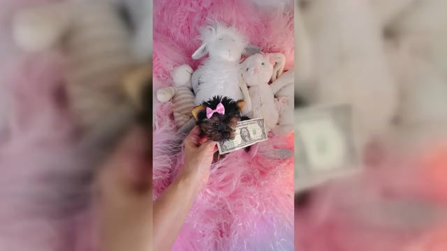 Video preview image #1 Yorkshire Terrier Puppy For Sale in MELROSE VISTA, FL, USA