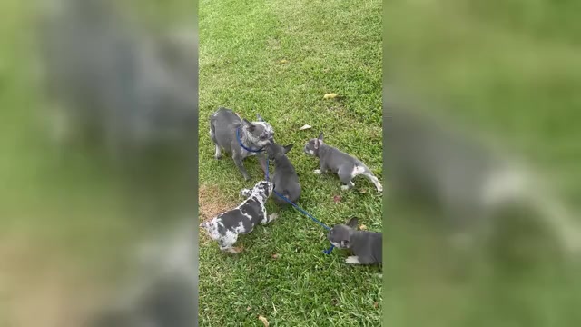 Video preview image #1  Breeder Profile in MIAMI, FL, USA