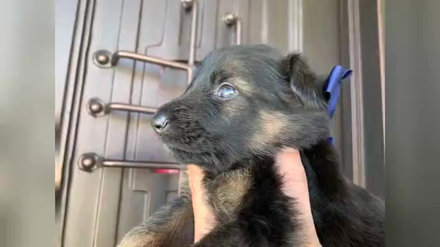 Video preview image #9  Breeder Profile in PINON HILLS, CA, USA