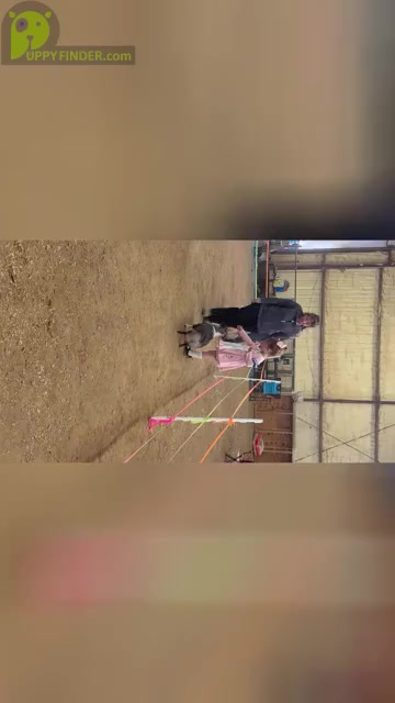 Video preview image #20  Breeder Profile in NOLENSVILLE, TN, USA