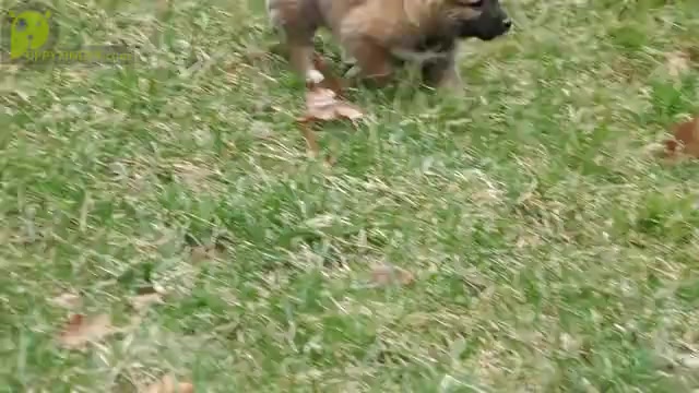 Video preview image #1 Shiba Inu Puppy For Sale in THREE RIVERS, MI, USA