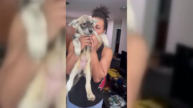 Video preview image #2 American Staffordshire Terrier-Siberian Husky Mix Puppy For Sale in SNEADS FERRY, NC, USA