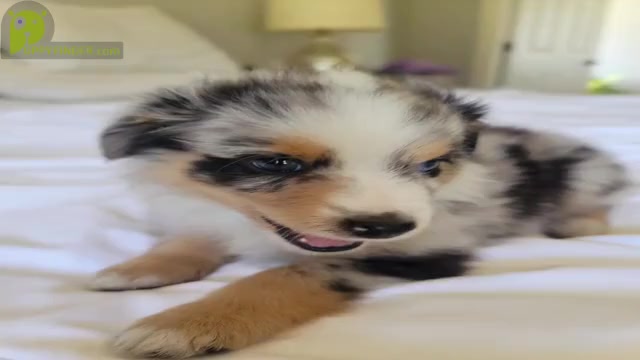 Video preview image #3 Miniature Australian Shepherd Puppy For Sale in CLAYTON, NC, USA