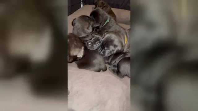 Video preview image #1 Cane Corso-Labrador Retriever Mix Puppy For Sale in ROSEVILLE, MI, USA