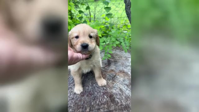Video preview image #3 Golden Retriever Puppy For Sale in SAN MARCOS, TX, USA