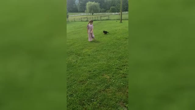 Video preview image #4 German Shepherd Dog Puppy For Sale in MILLERSTOWN, PA, USA
