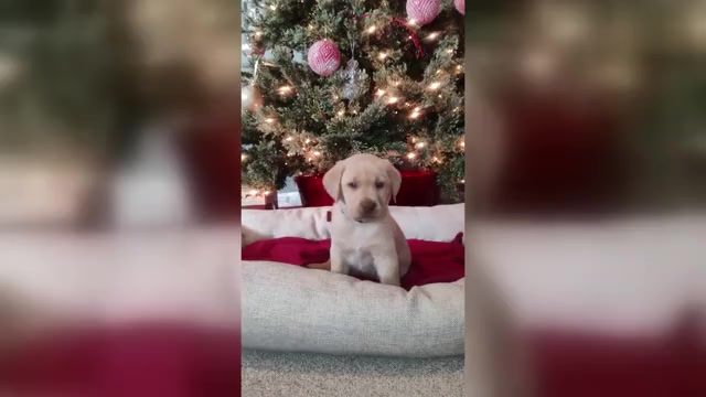 Video preview image #1 Labrador Retriever Puppy For Sale in TEHACHAPI, CA, USA