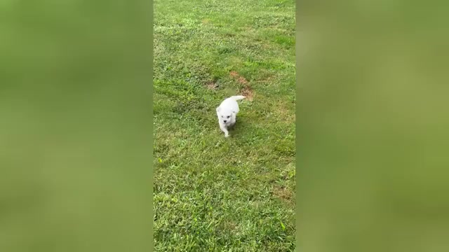 Video preview image #1 Maltipoo (Miniature) Puppy For Sale in BROCKTON, MA, USA