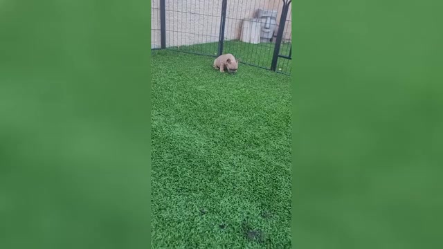 Video preview image #1 French Bulldog Puppy For Sale in LAS VEGAS, NV, USA