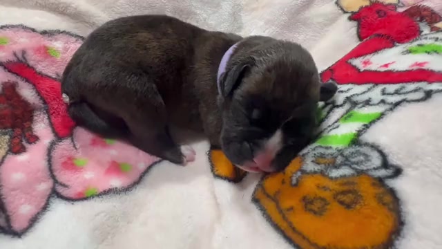 Video preview image #3 Boxer Puppy For Sale in RALEIGH, NC, USA