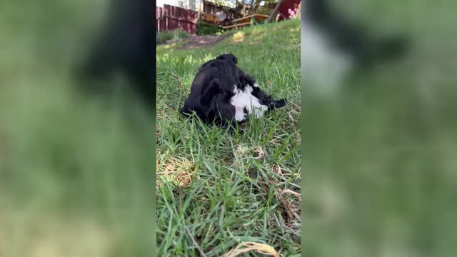 Video preview image #2 Havanese Puppy For Sale in BRISBANE, CA, USA