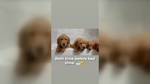 Video preview image #1 Golden Retriever Puppy For Sale in ORLANDO, FL, USA