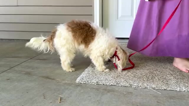Video preview image #1 Shih Tzu Puppy For Sale in WAKARUSA, IN, USA