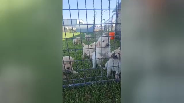 Video preview image #1 Golden Retriever Puppy For Sale in BYERS, CO, USA