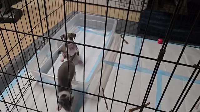 Video preview image #1 Italian Greyhound Puppy For Sale in NESBIT, MS, USA