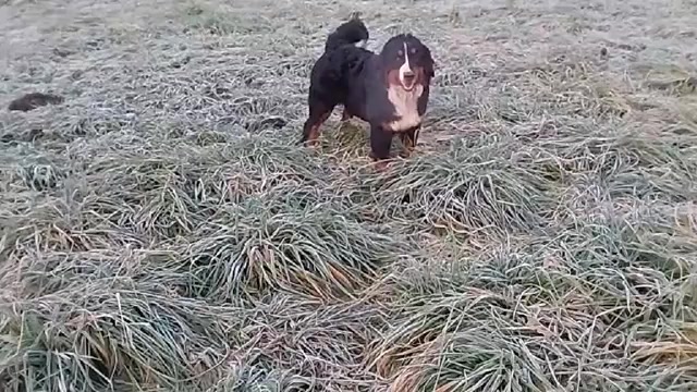 Video preview image #3 Bernese Mountain Dog Puppy For Sale in Hatvan, Heves, Hungary
