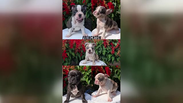 Video preview image #1 Faux Frenchbo Bulldog Puppy For Sale in GOSHEN, IN, USA