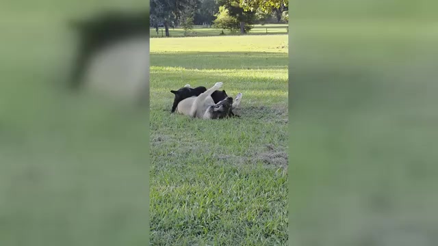 Video preview image #1 Cane Corso Puppy For Sale in WALTERBORO, SC, USA