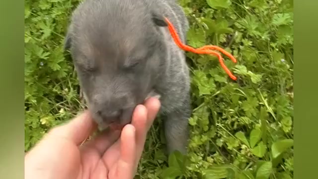 Video preview image #1 German Shepherd Dog Puppy For Sale in PIEDMONT, MO, USA