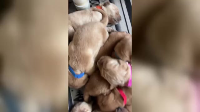 Video preview image #1 Golden Retriever Puppy For Sale in HAMPSTEAD, NC, USA