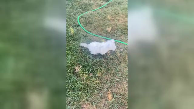 Video preview image #1 West Highland White Terrier Puppy For Sale in FILLMORE, CA, USA