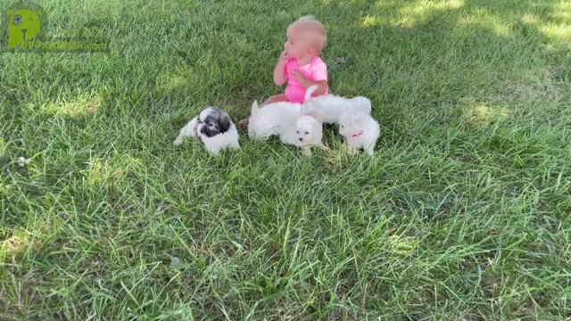 Video preview image #2  Breeder Profile in ELKTON, KY, USA