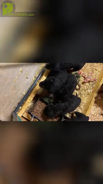 Video preview image #1  Breeder Profile in HUGHESVILLE, MD, USA